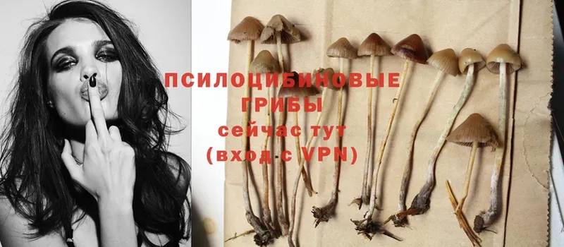 Галлюциногенные грибы Magic Shrooms  Луховицы 